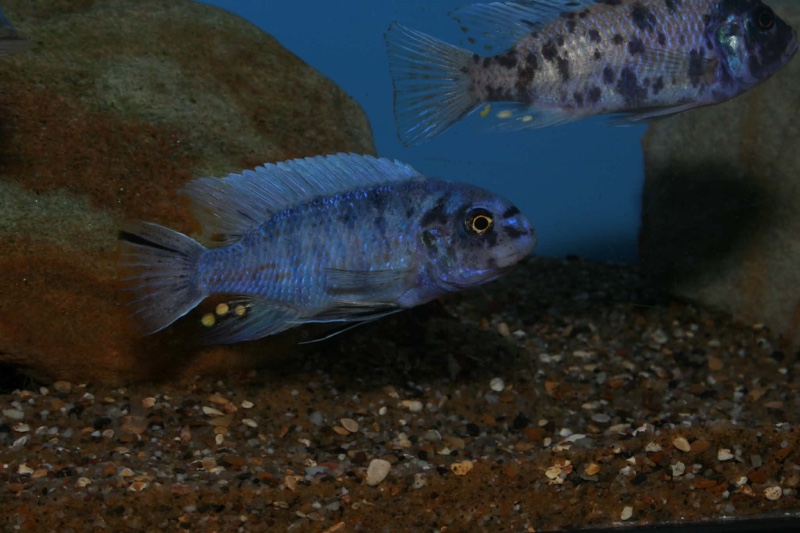Labeotropheus fuelleborni 'Nkanda'